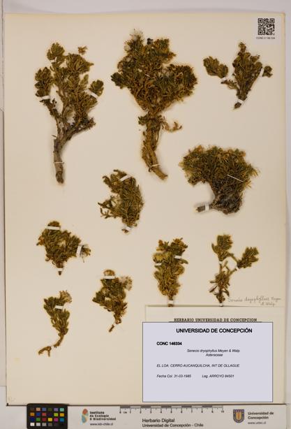 Senecio dryophyllus [Espécimen: UDEC:CONC:0146334]
