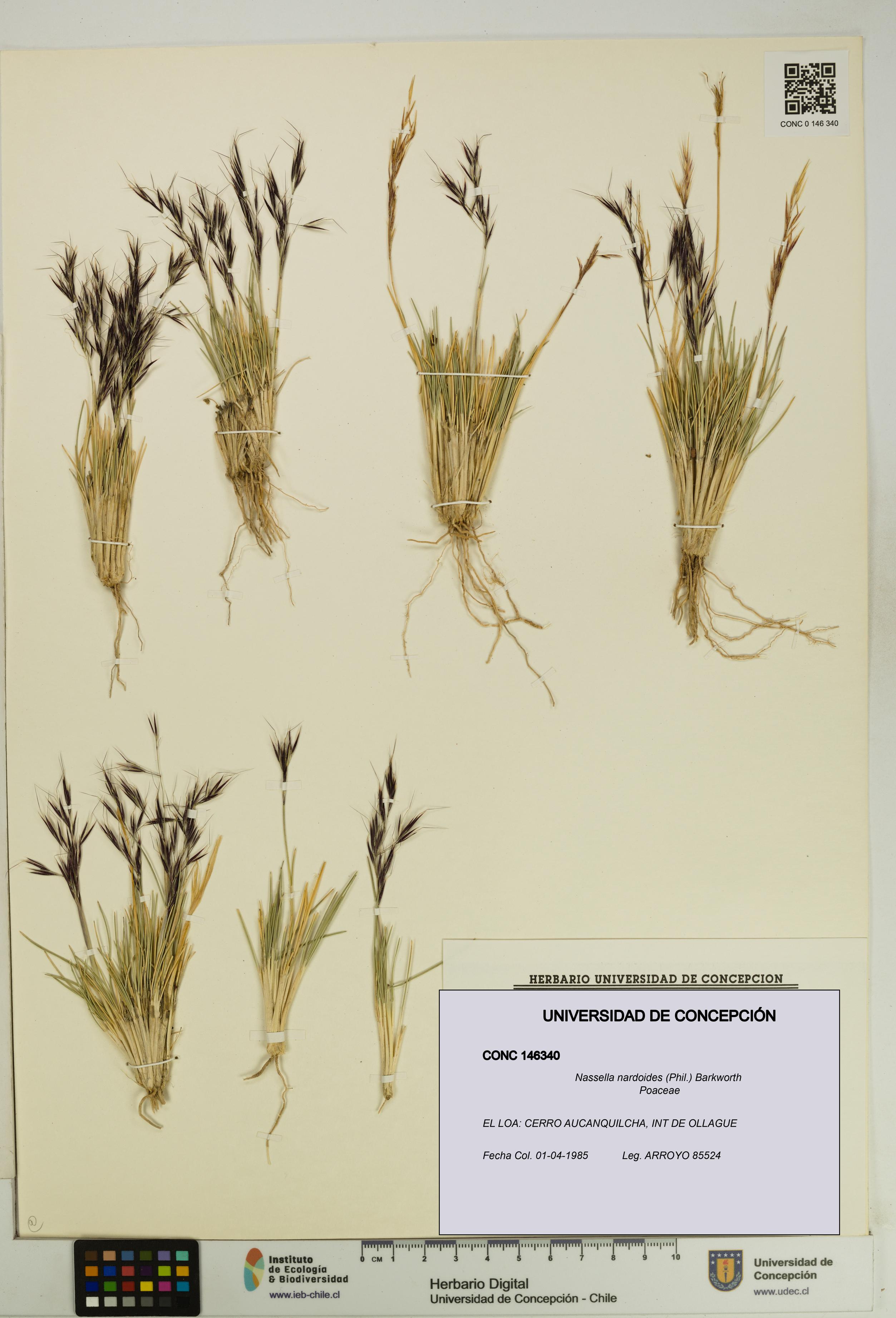 Nassella nardoides [Espécimen: UDEC:CONC:0146340]