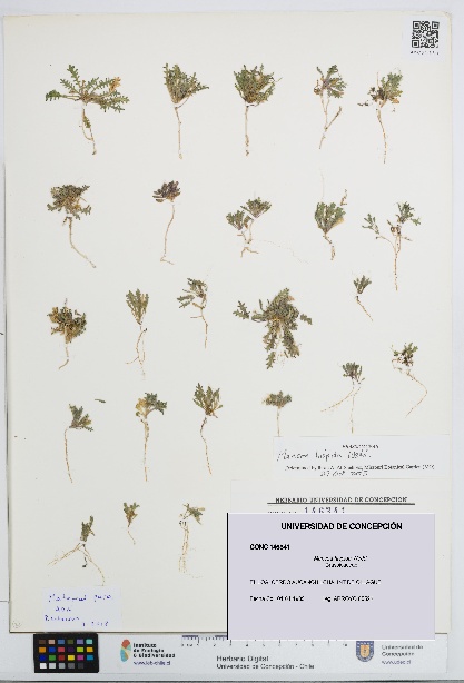 Mancoa hispida [Espécimen: UDEC:CONC:0146341]