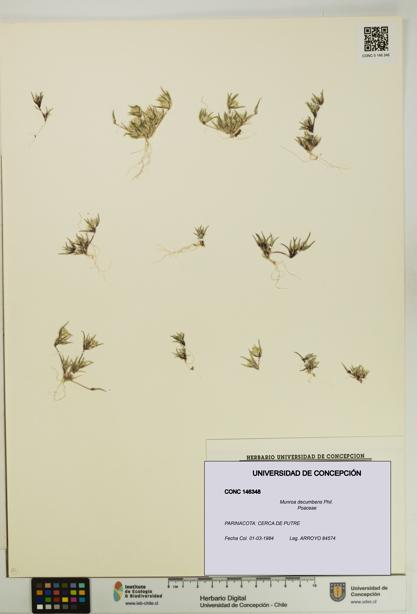 Munroa decumbens [Espécimen: UDEC:CONC:0146348]
