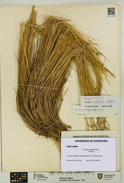 Festuca orthophylla [Espécimen: UDEC:CONC:0146349]