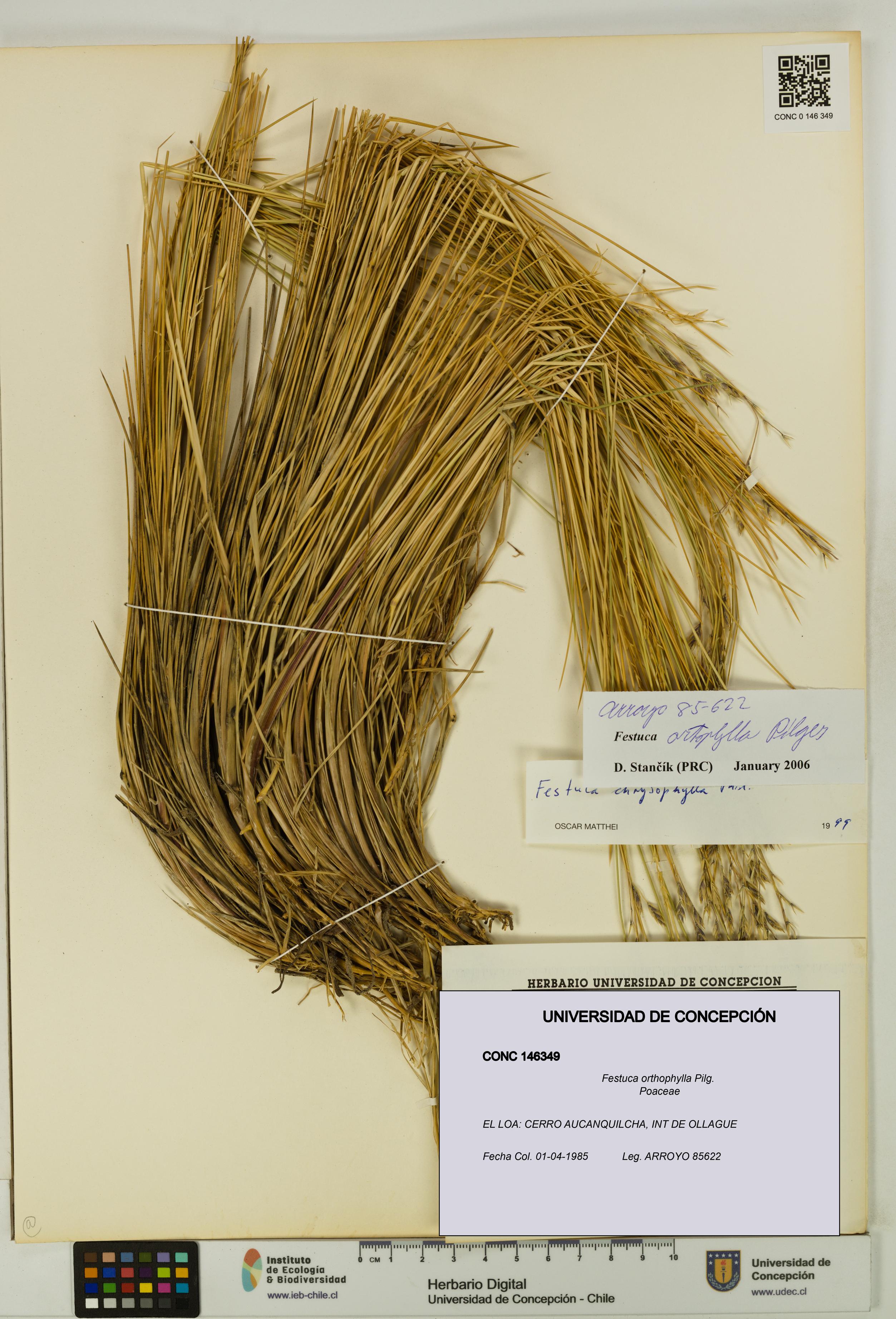 Festuca orthophylla [Espécimen: UDEC:CONC:0146349]