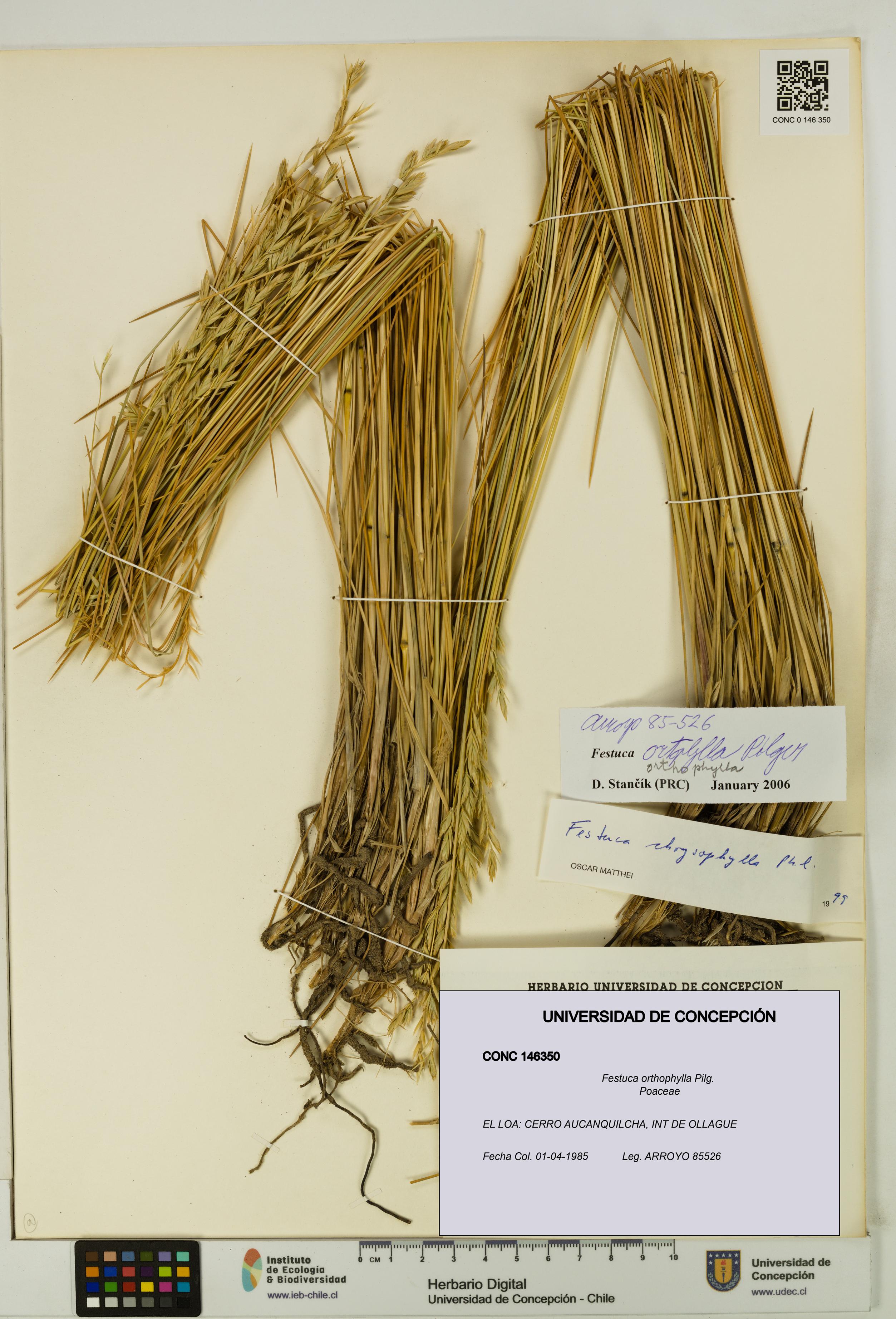 Festuca orthophylla [Espécimen: UDEC:CONC:0146350]