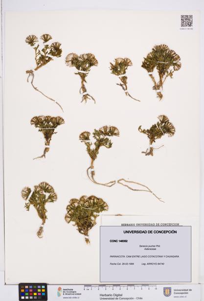 Senecio puchei [Espécimen: ]