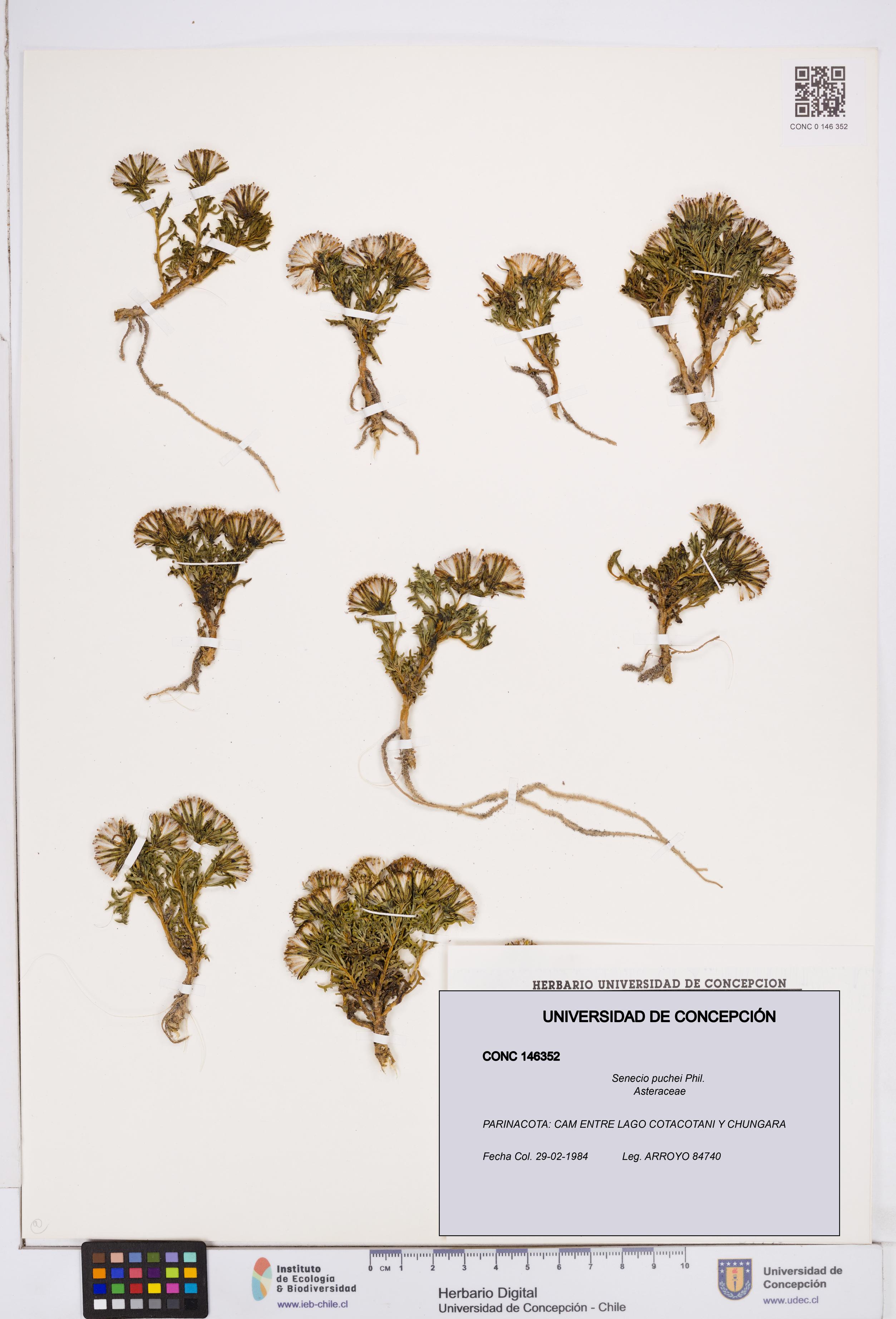 Senecio puchei [Espécimen: ]