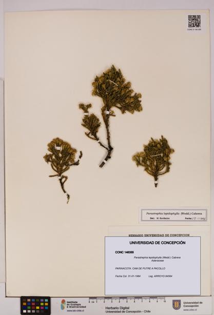 Parastrephia lepidophylla [Espécimen: UDEC:CONC:0146355]