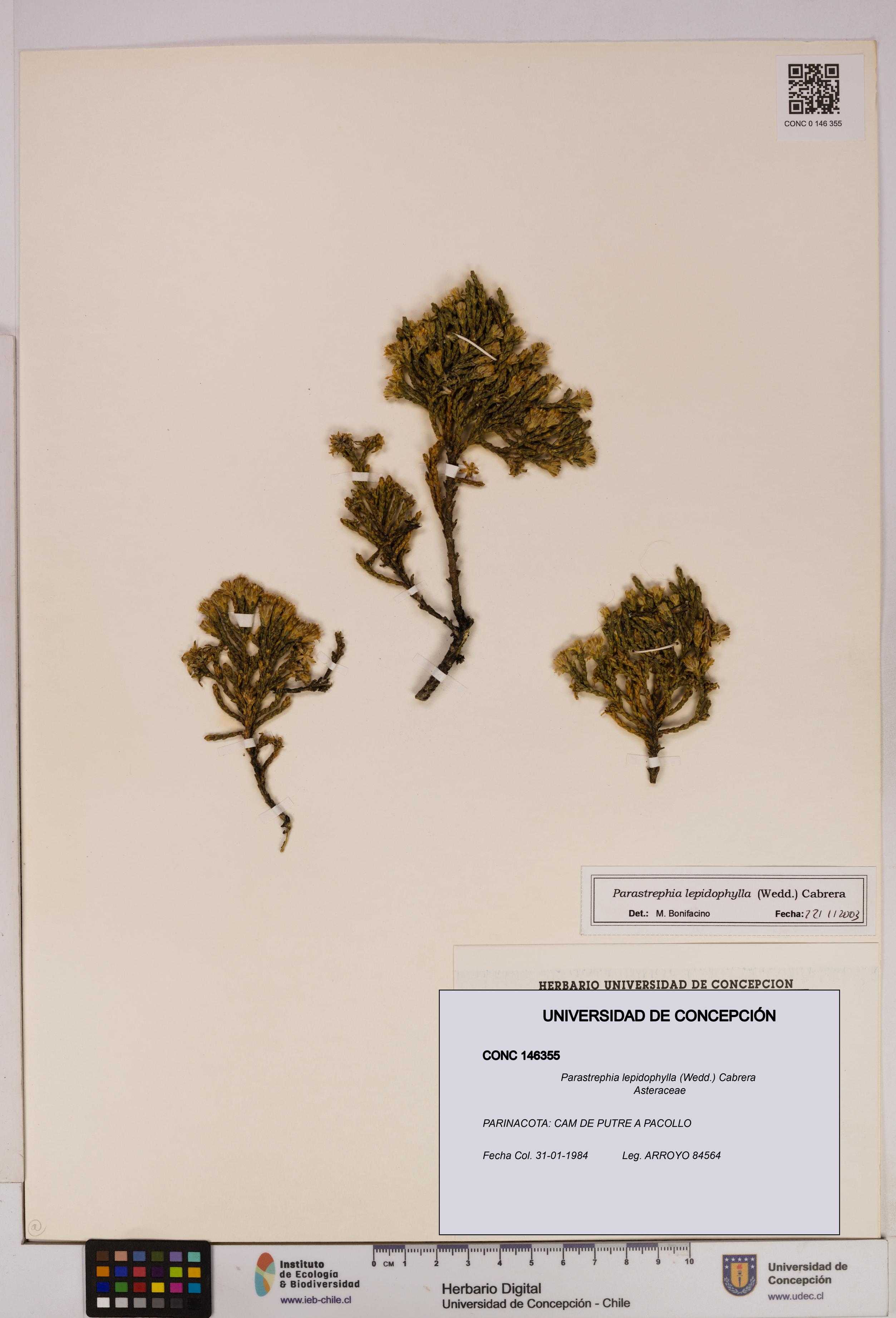 Parastrephia lepidophylla [Espécimen: UDEC:CONC:0146355]