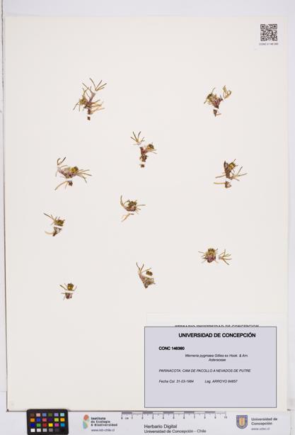Werneria pygmaea [Espécimen: ]