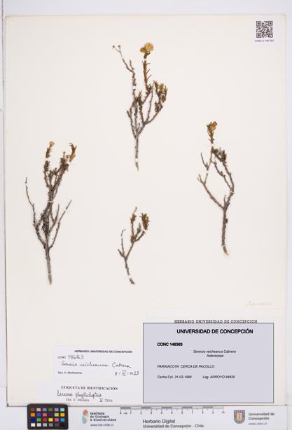 Senecio reicheanus [Espécimen: ]