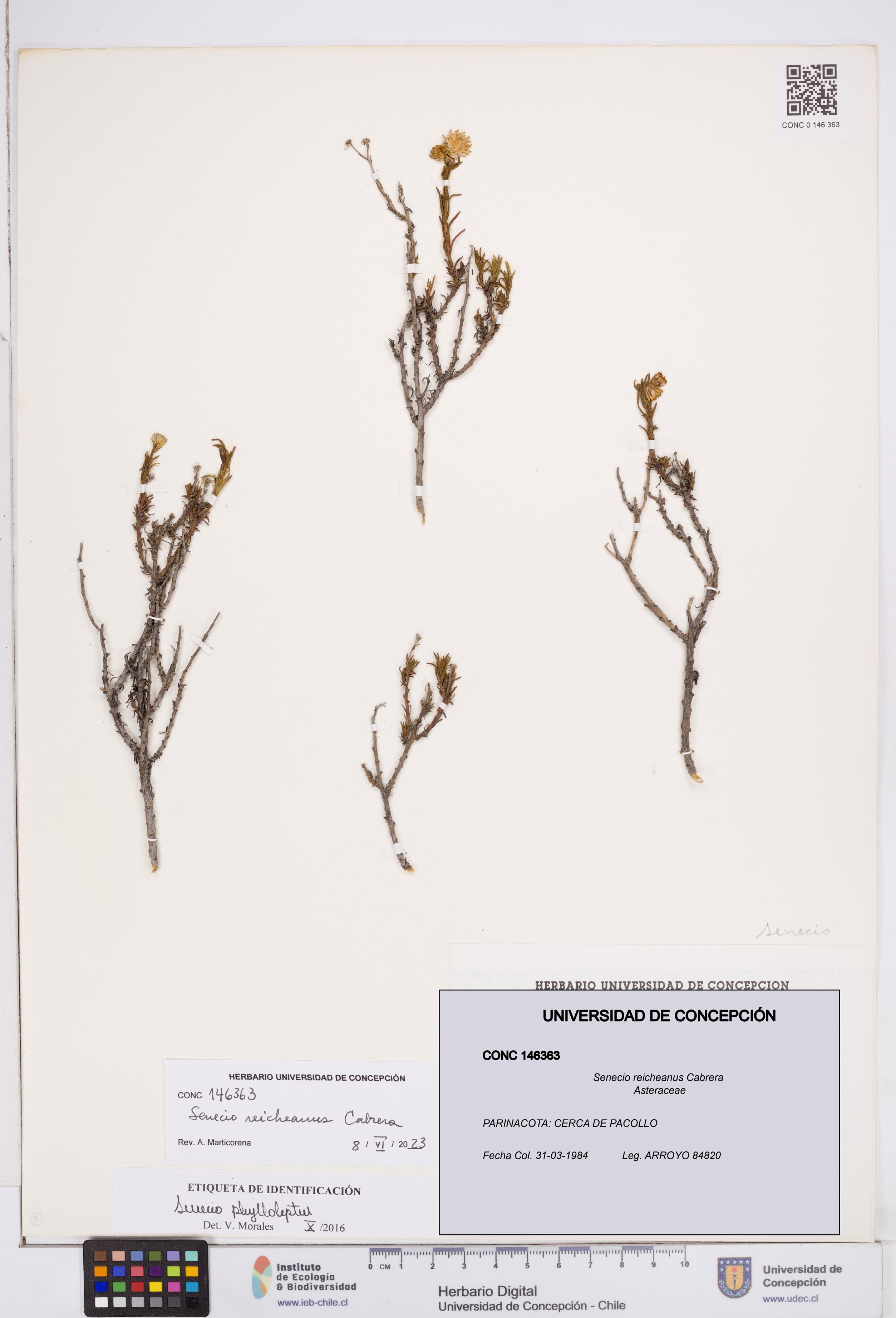 Senecio reicheanus [Espécimen: ]