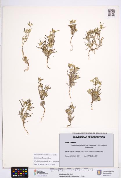 Johnstonella parviflora [Espécimen: ]