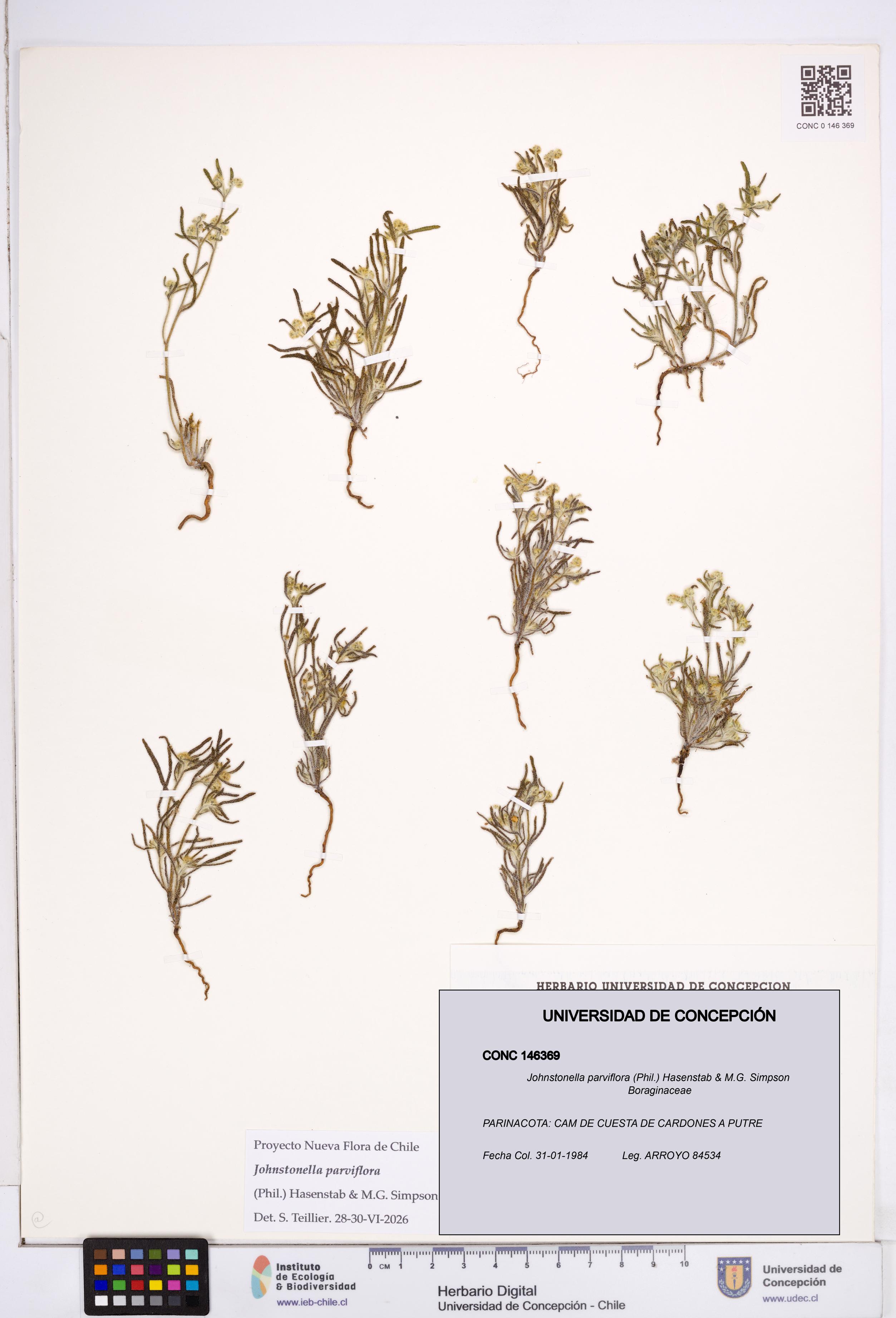 Johnstonella parviflora [Espécimen: ]