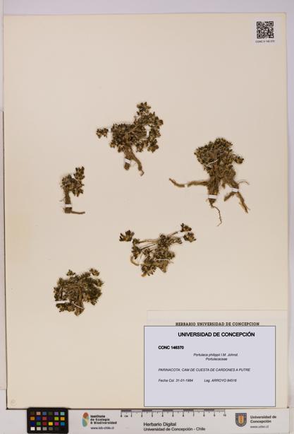 Portulaca philippii [Espécimen: UDEC:CONC:0146370]
