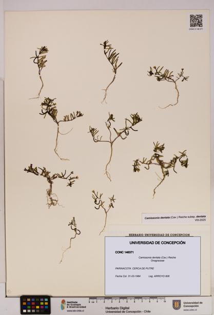 Camissonia dentata [Espécimen: UDEC:CONC:0146371]