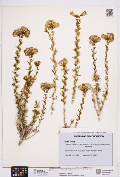 Senecio subulatus [Espécimen: ]