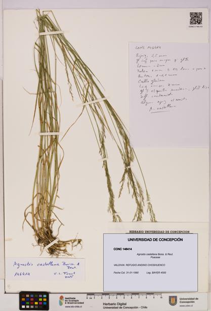 Agrostis castellana [Espécimen: UDEC:CONC:0146414]