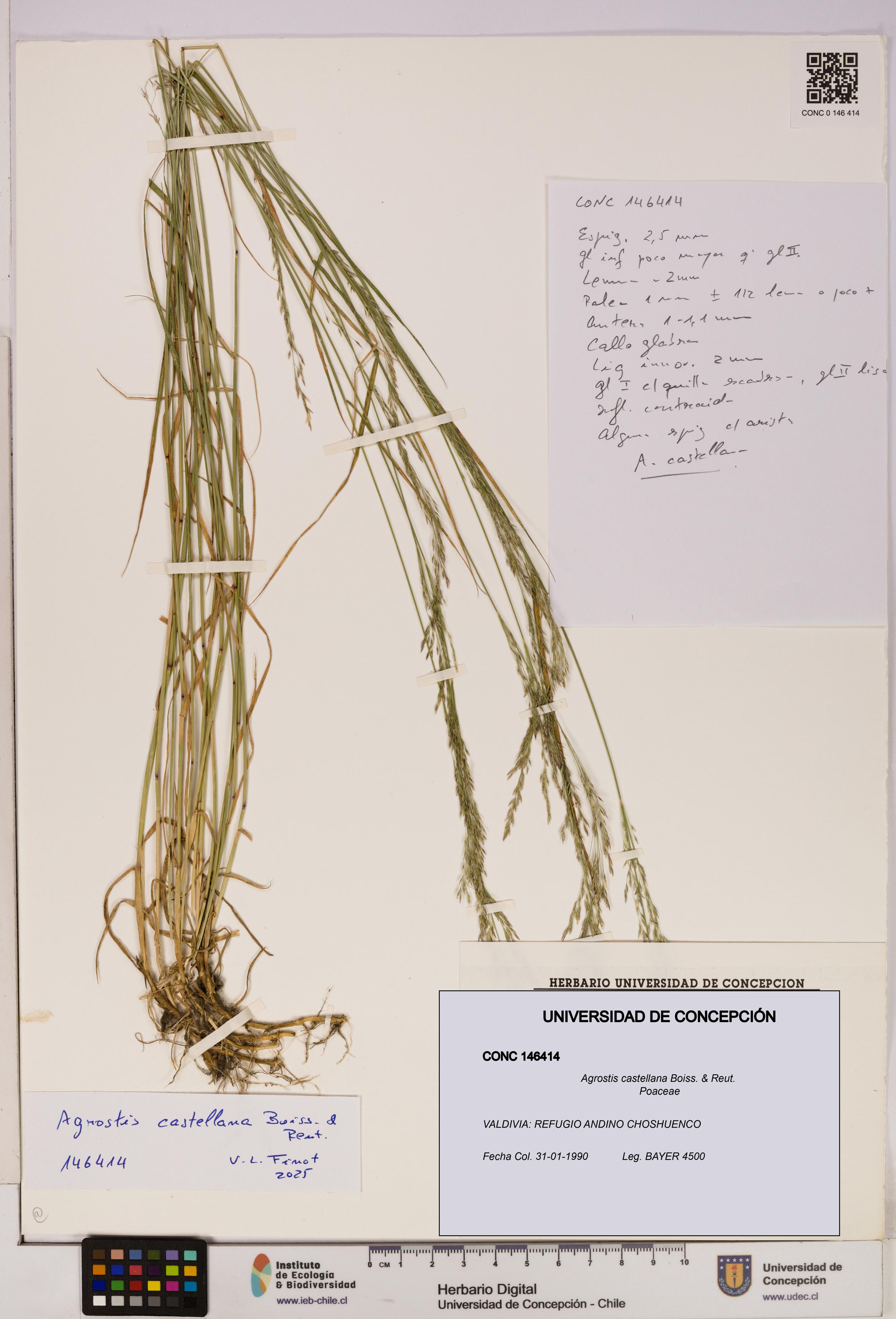 Agrostis castellana [Espécimen: UDEC:CONC:0146414]
