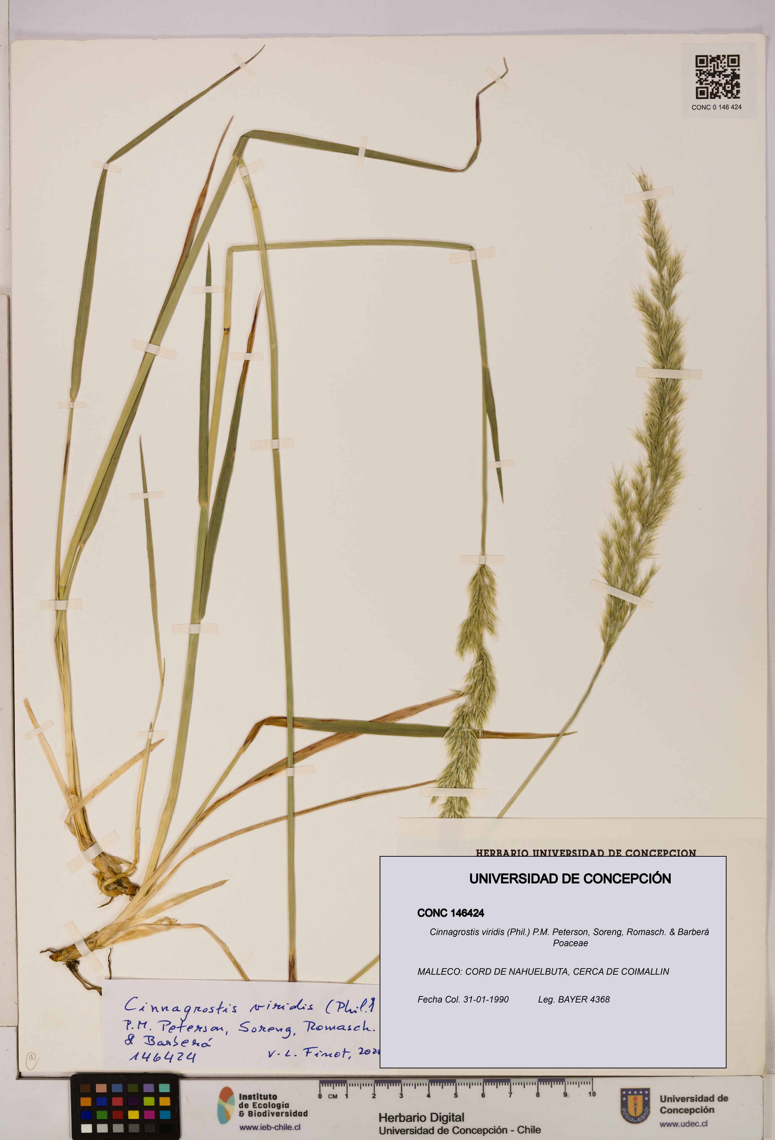 Cinnagrostis viridis [Espécimen: UDEC:CONC:0146424]