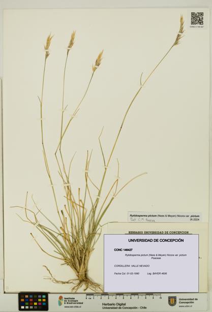 Rytidosperma pictum var. pictum [Espécimen: UDEC:CONC:0146427]