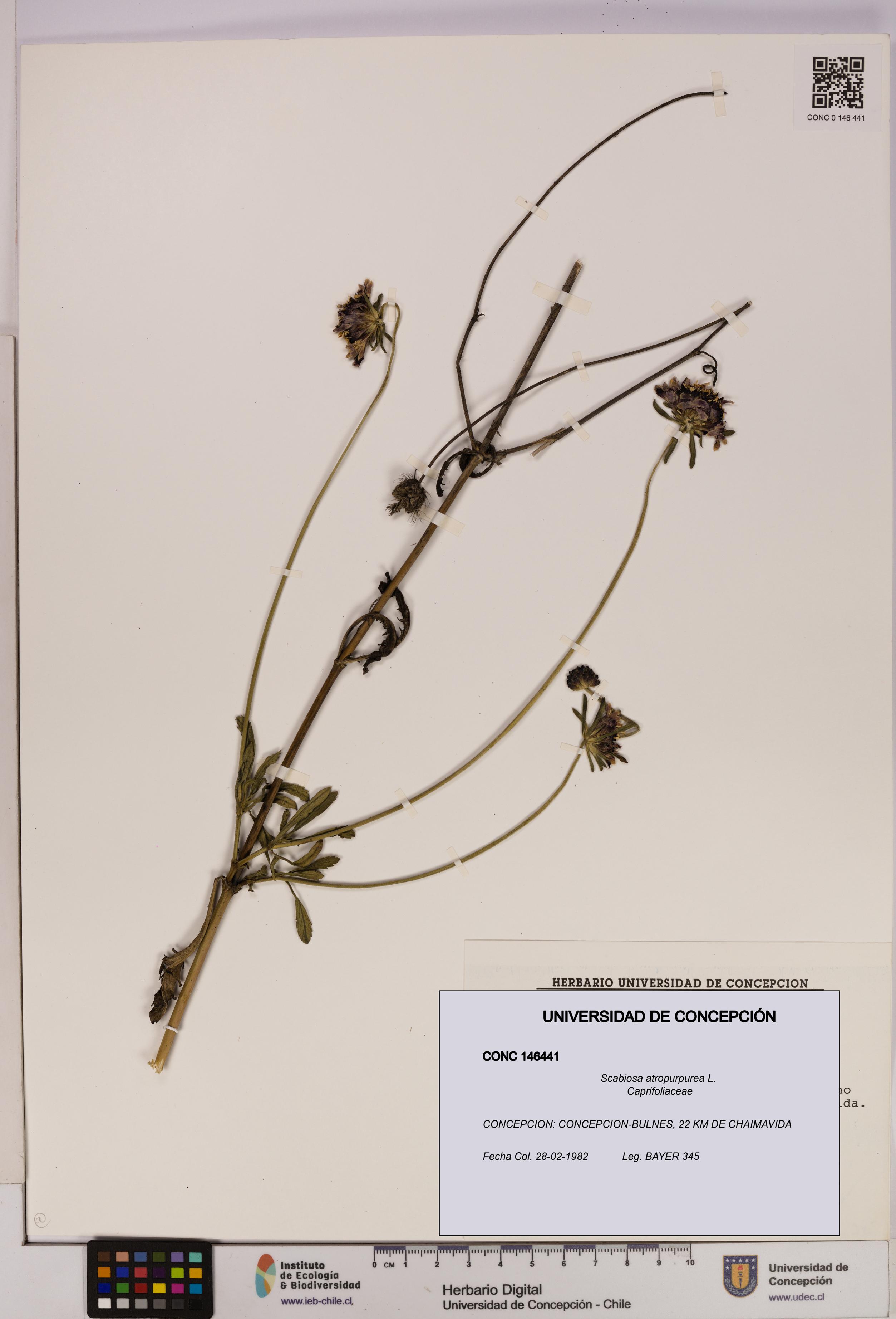 Scabiosa atropurpurea [Espécimen: UDEC:CONC:0146441]
