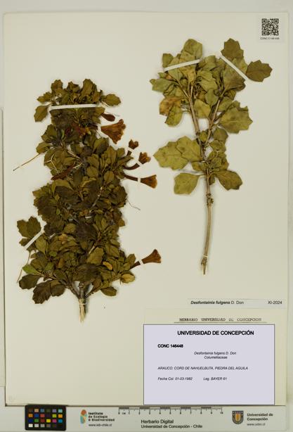 Desfontainia fulgens [Espécimen: UDEC:CONC:0146448]