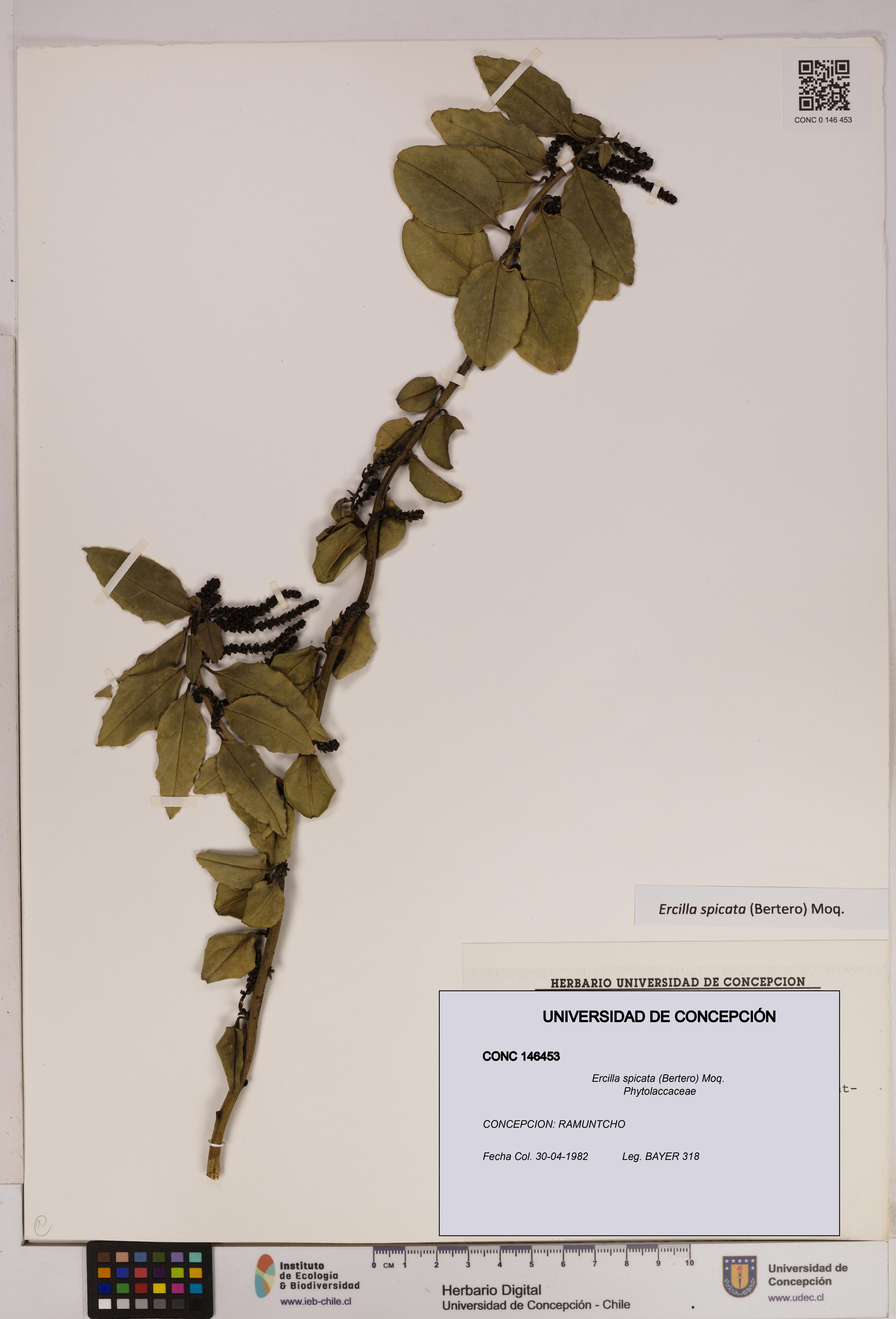 Ercilla spicata [Espécimen: UDEC:CONC:0146453]