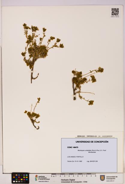 Montiopsis umbellata [Espécimen: UDEC:CONC:0146473]