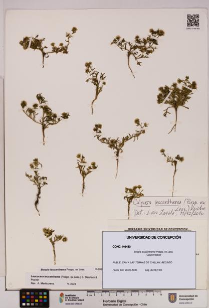 Boopis leucanthema [Espécimen: UDEC:CONC:0146483]