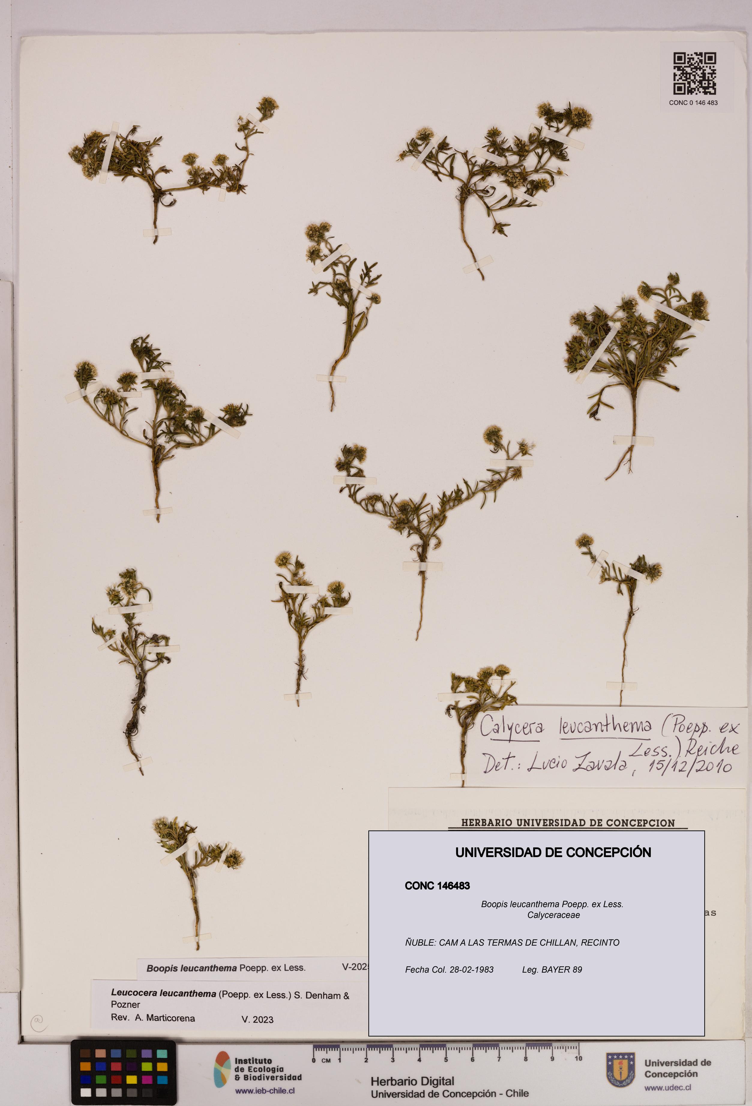 Boopis leucanthema [Espécimen: UDEC:CONC:0146483]
