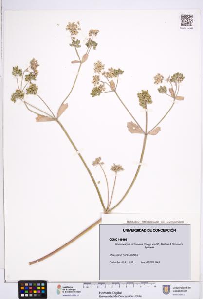 Homalocarpus dichotomus [Espécimen: ]