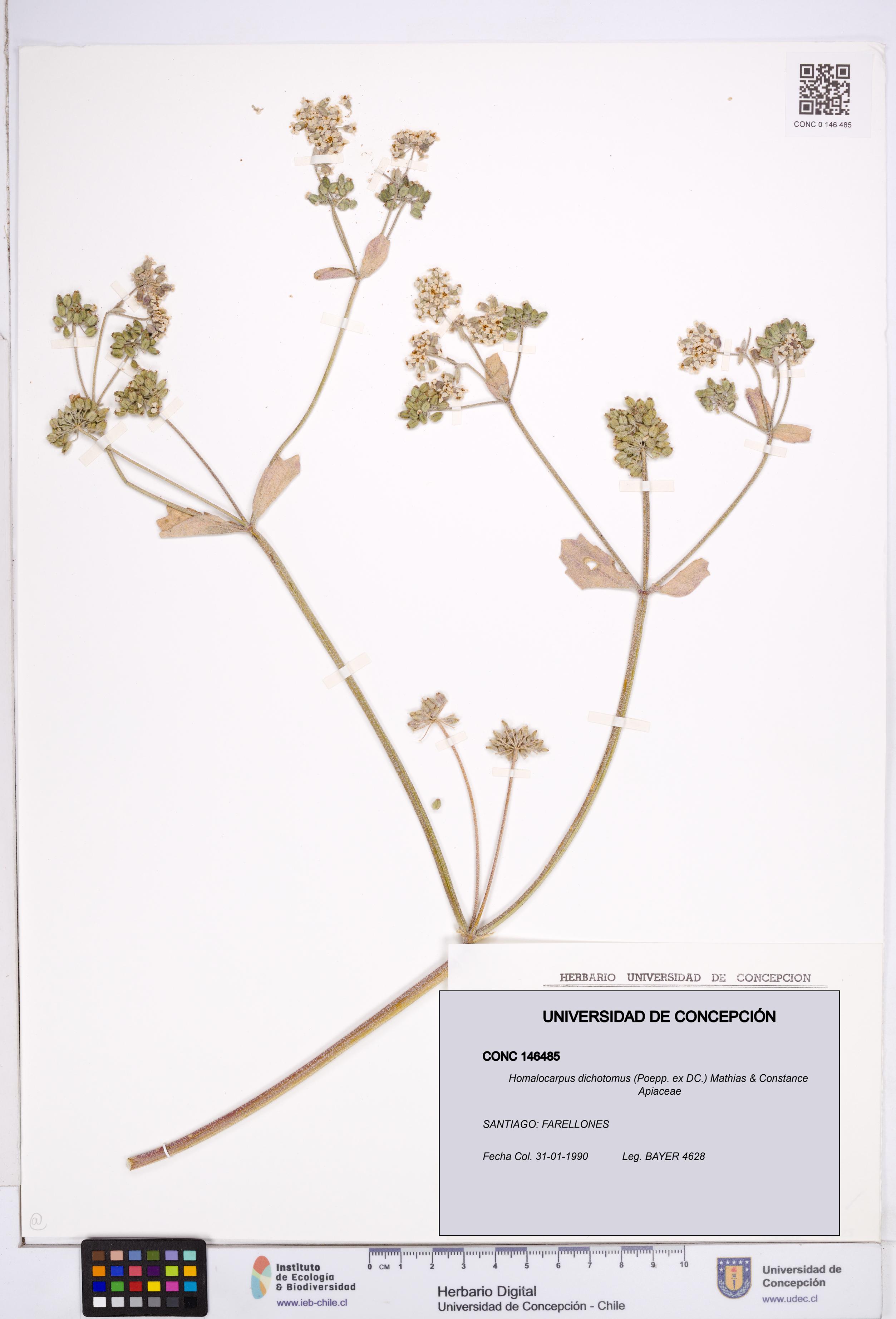 Homalocarpus dichotomus [Espécimen: ]