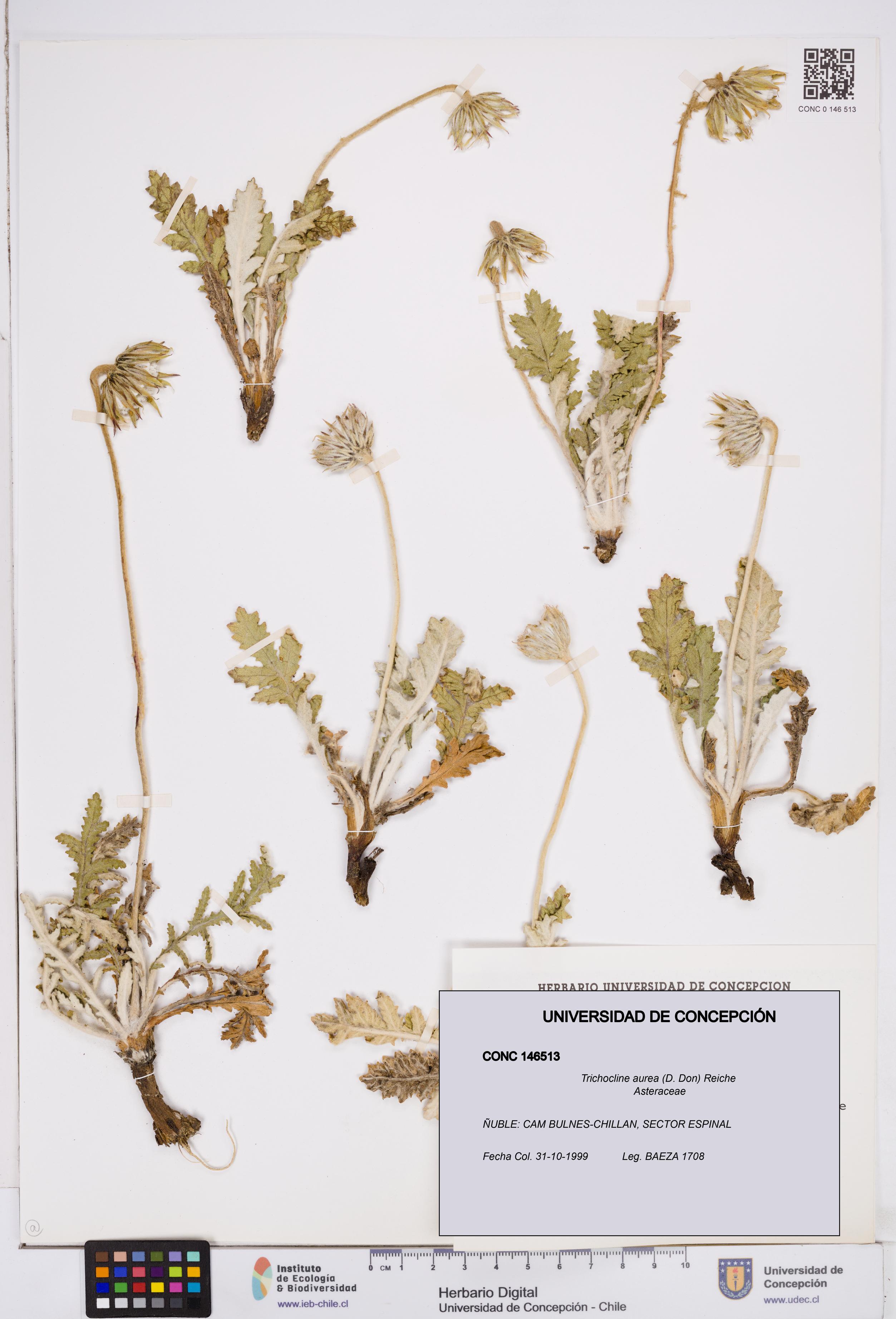 Trichocline aurea [Espécimen: ]