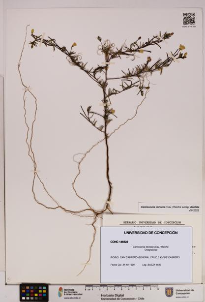 Camissonia dentata [Espécimen: UDEC:CONC:0146522]