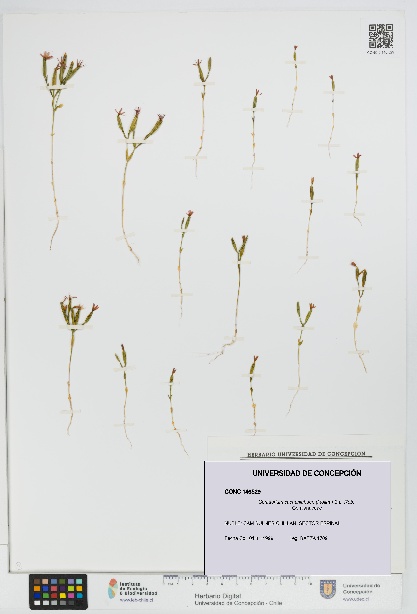 Centaurium cachanlahuen [Espécimen: UDEC:CONC:0146529]