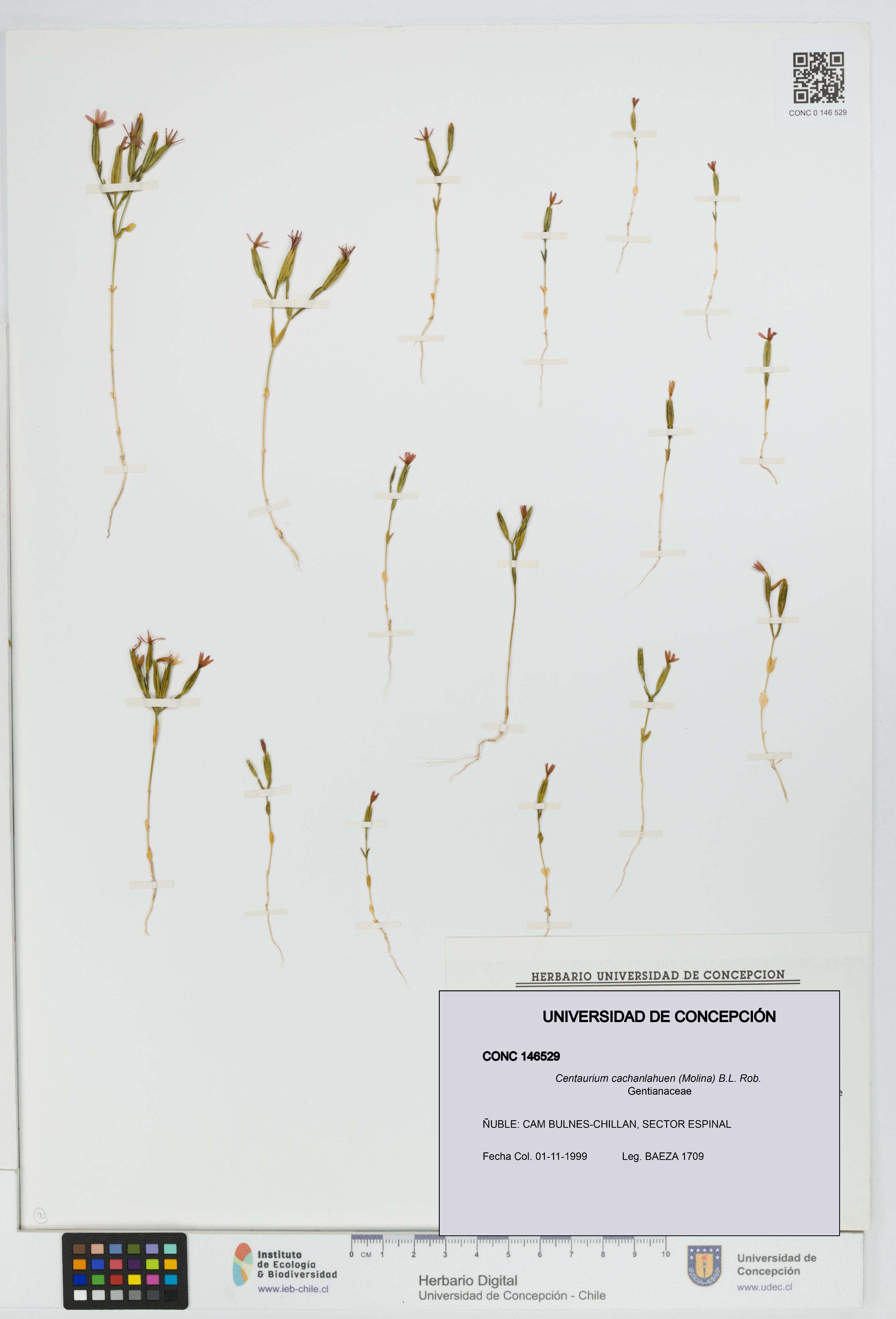 Centaurium cachanlahuen [Espécimen: UDEC:CONC:0146529]