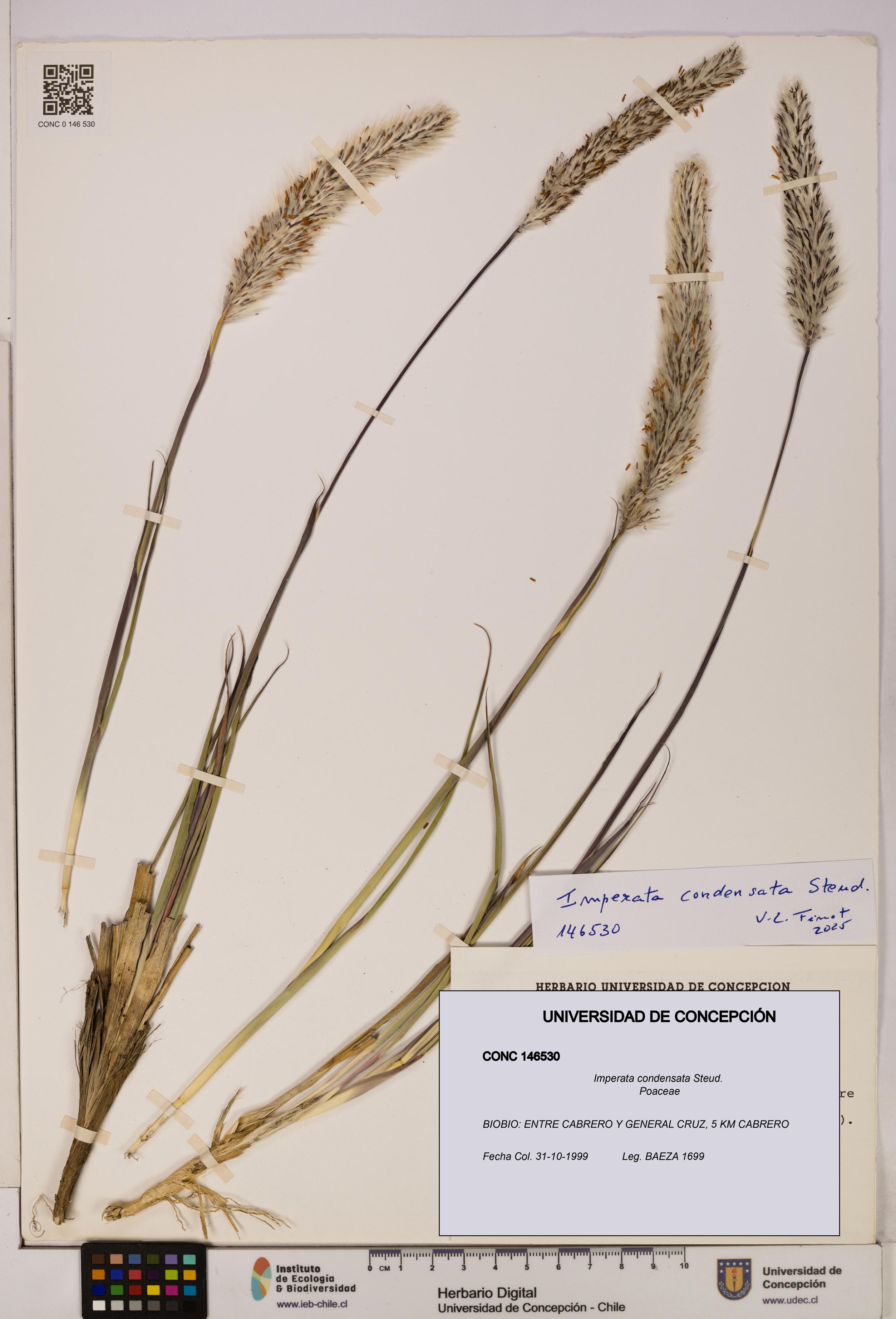 Imperata condensata [Espécimen: UDEC:CONC:0146530]