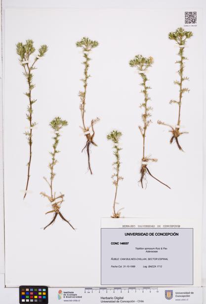Triptilion spinosum [Espécimen: ]