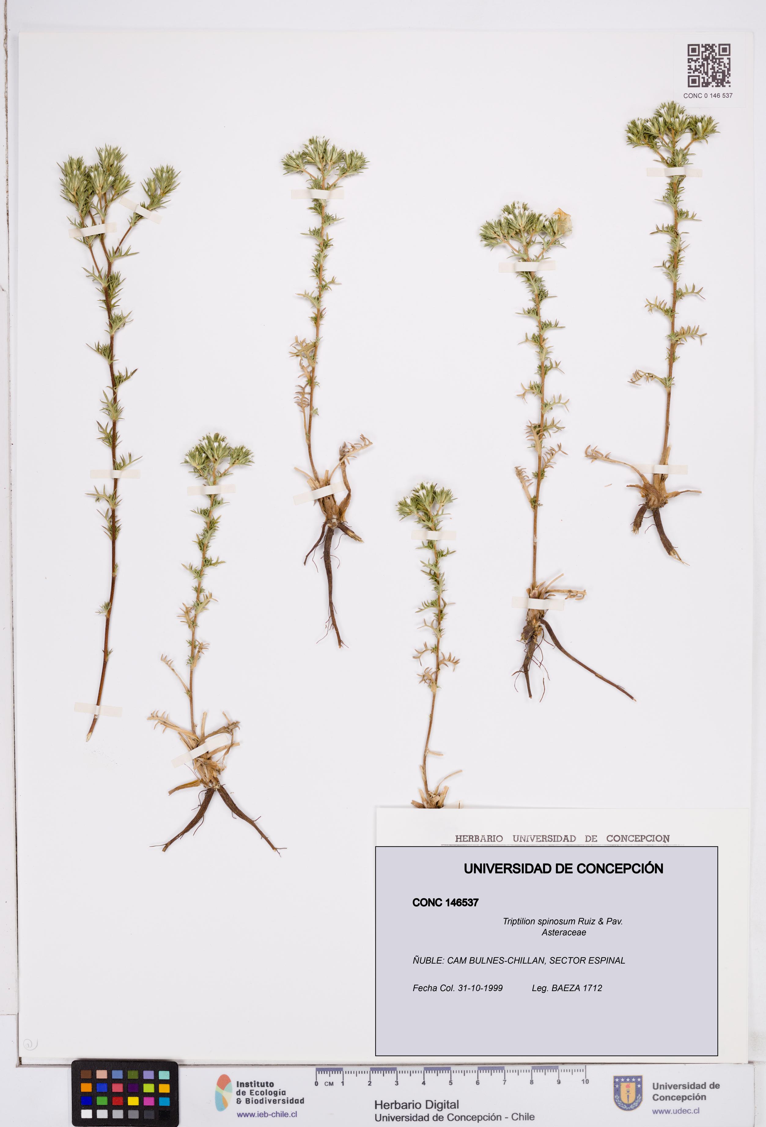Triptilion spinosum [Espécimen: ]