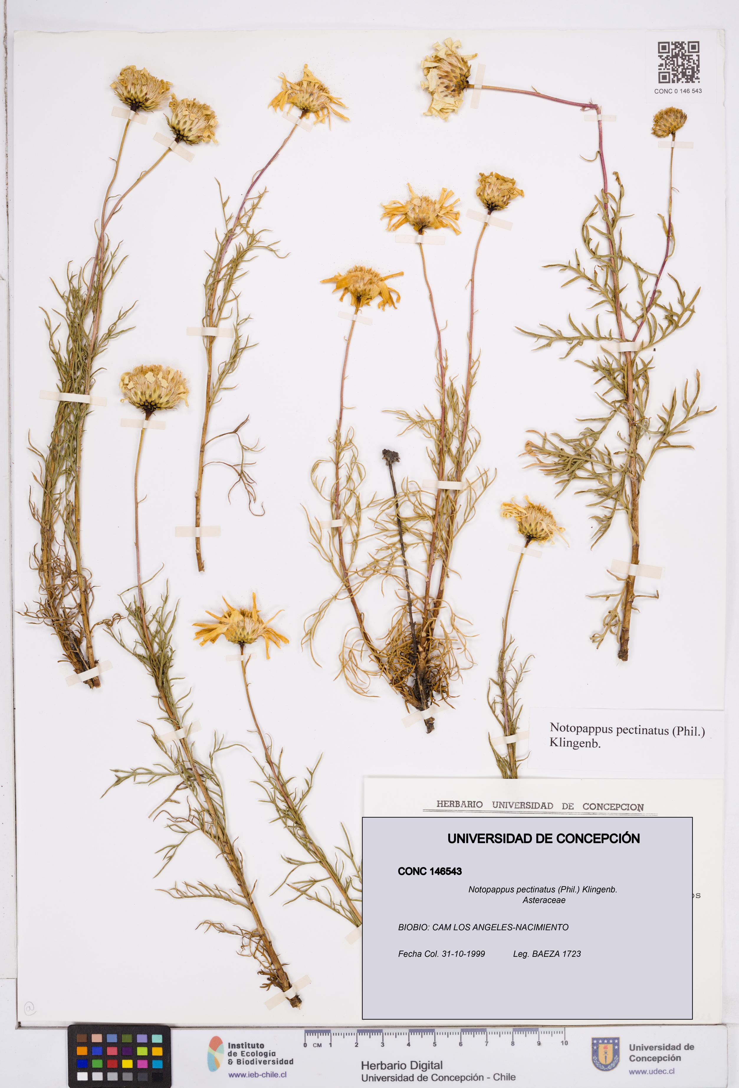 Notopappus pectinatus [Espécimen: ]