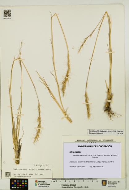 Condilorachia bulbosa [Espécimen: UDEC:CONC:0146553]