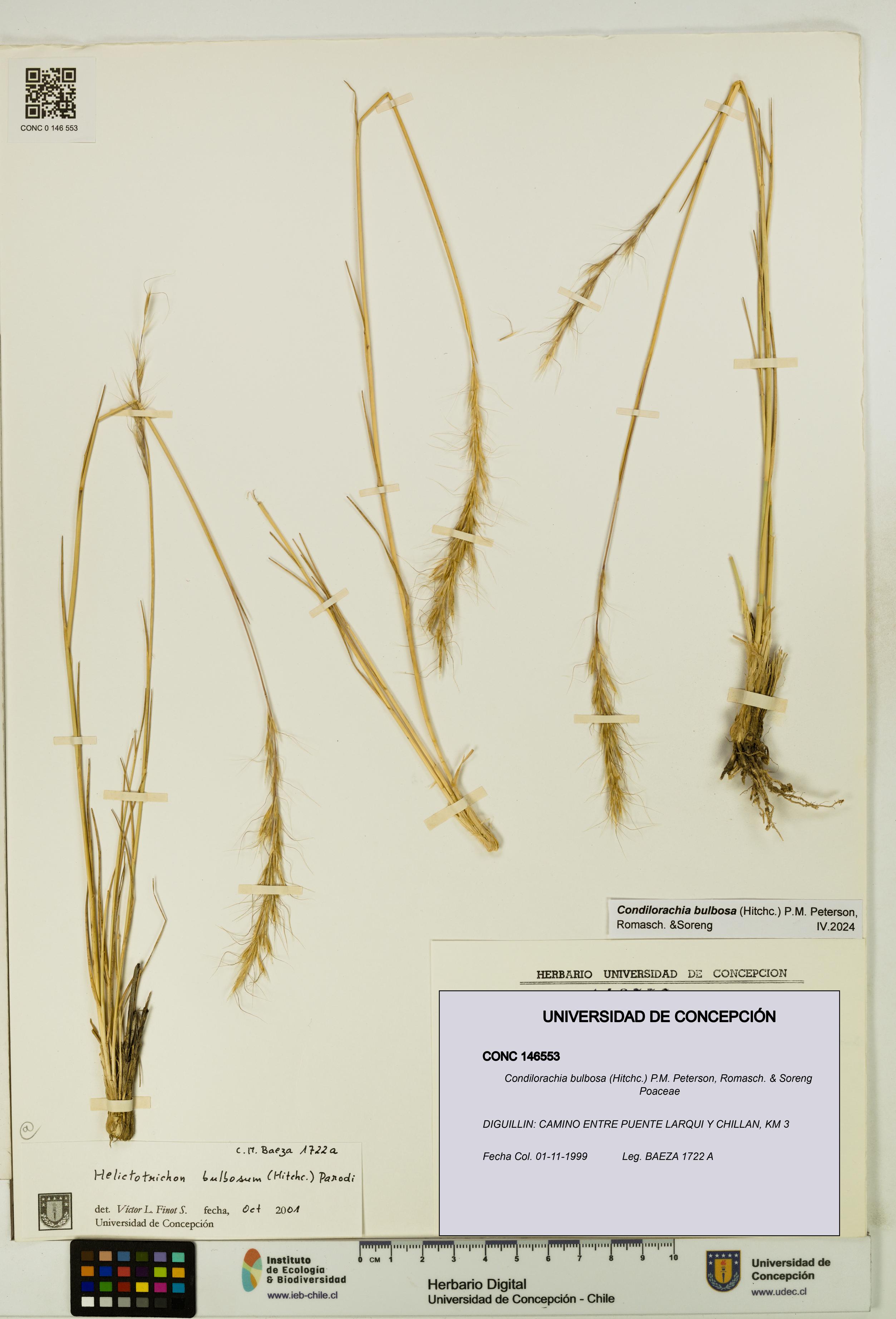 Condilorachia bulbosa [Espécimen: UDEC:CONC:0146553]