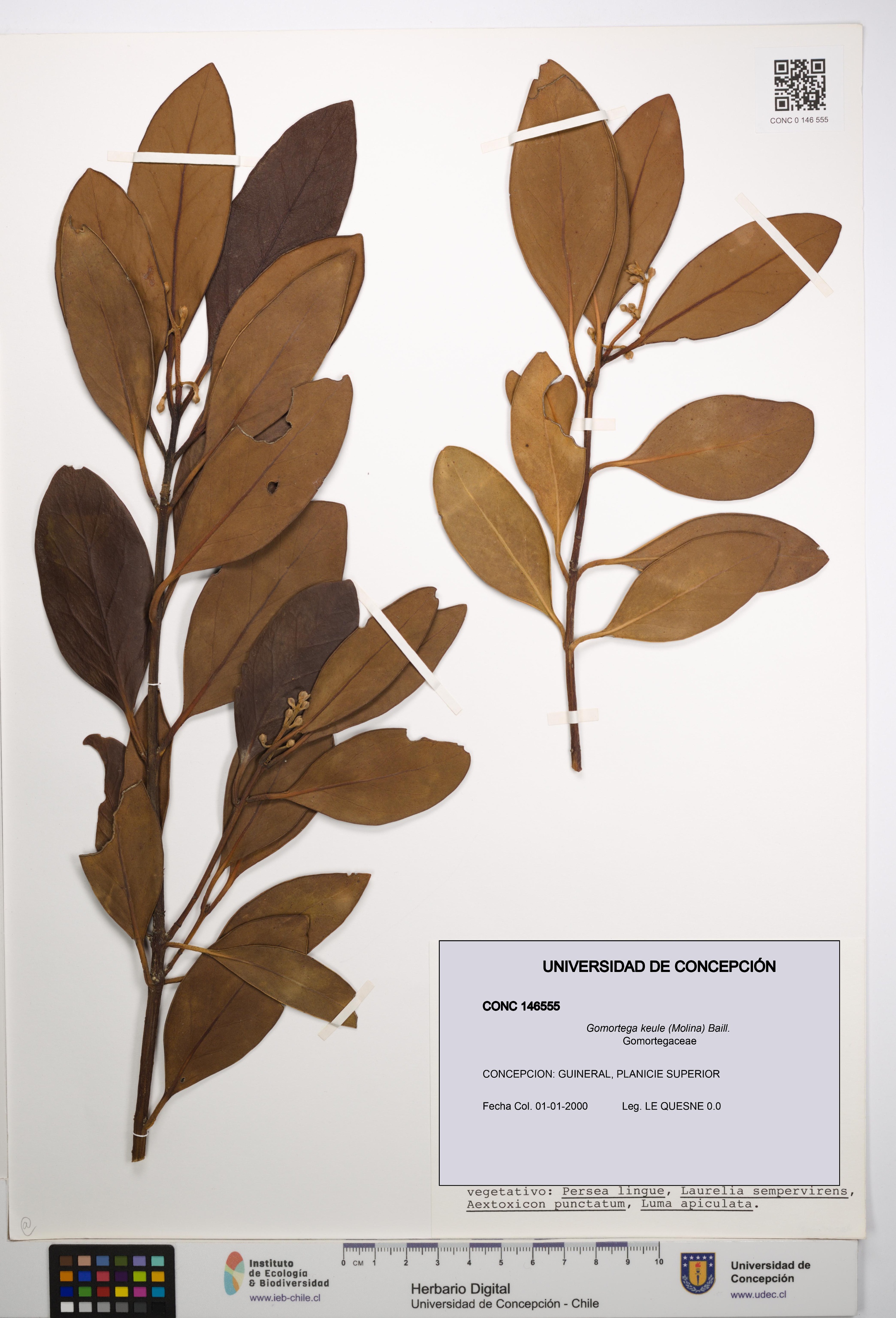 Gomortega keule [Espécimen: UDEC:CONC:0146555]