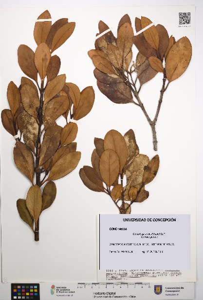 Gomortega keule [Espécimen: UDEC:CONC:0146556]