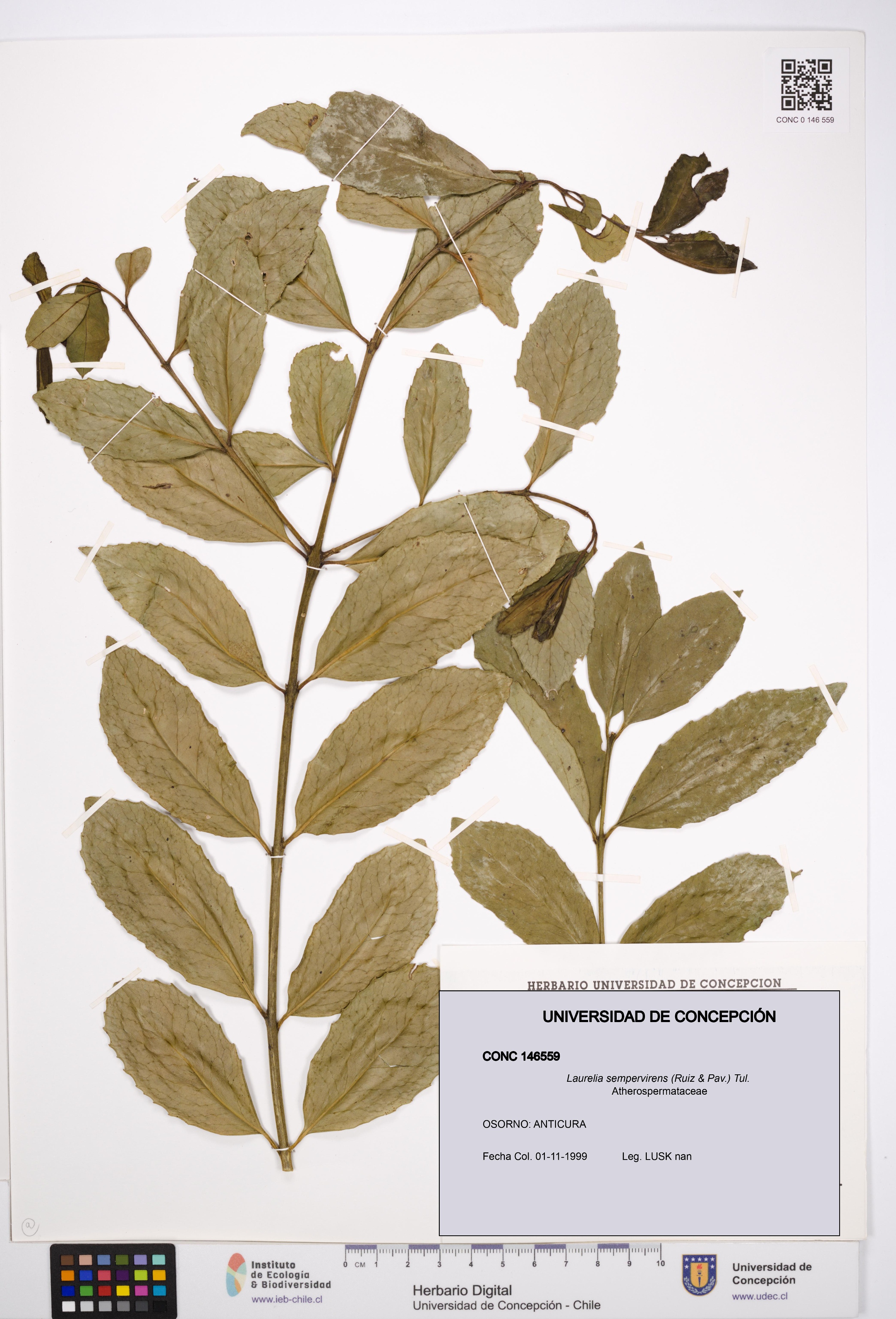 Laurelia sempervirens [Espécimen: UDEC:CONC:0146559]