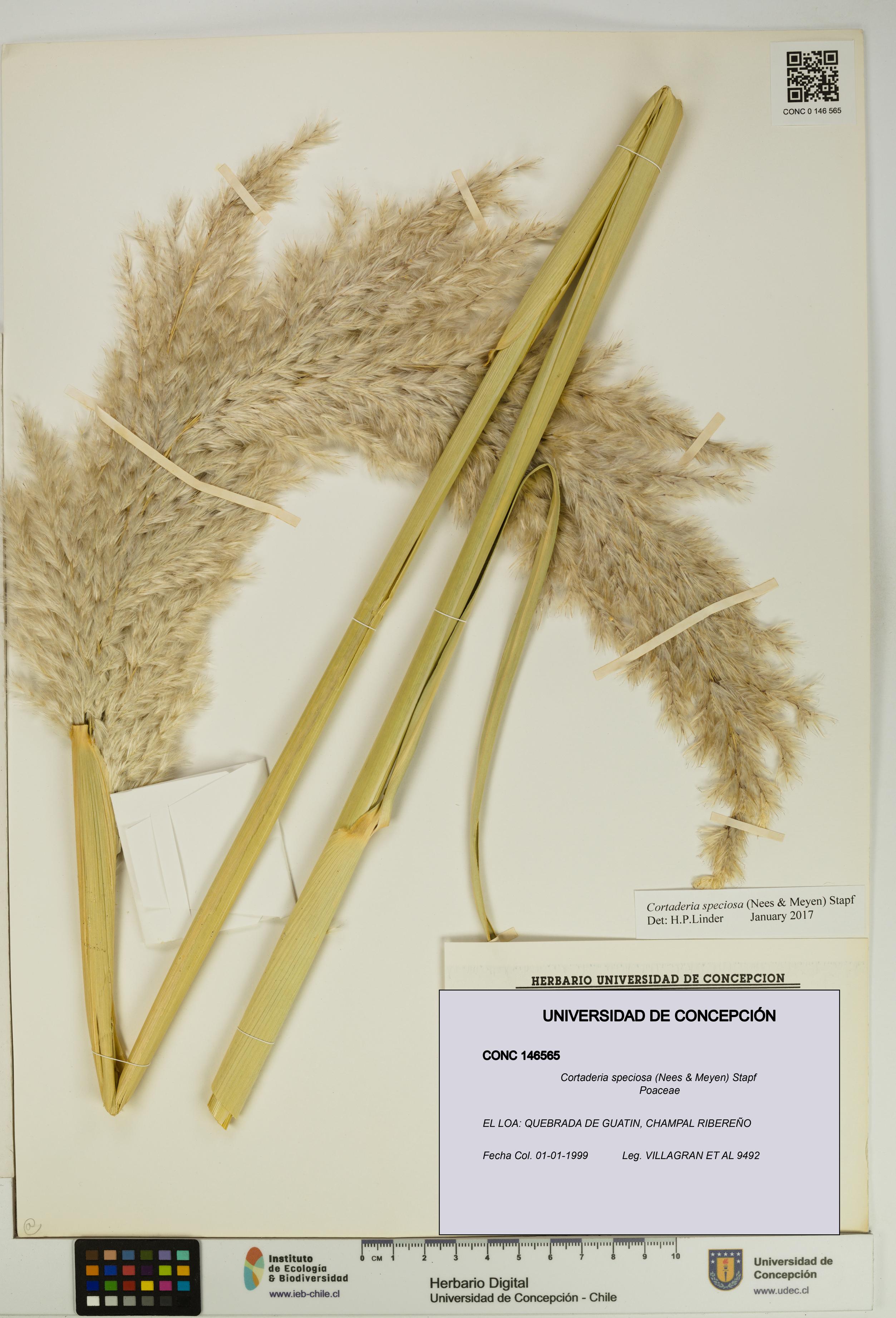 Cortaderia speciosa [Espécimen: UDEC:CONC:0146565]