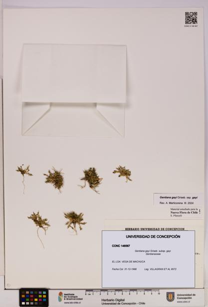 Gentiana gayi [Espécimen: UDEC:CONC:0146567]