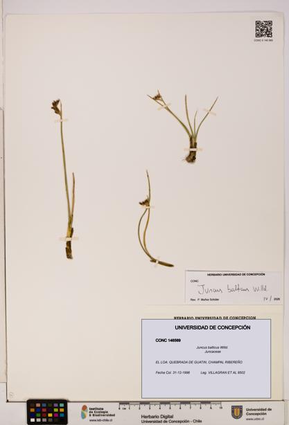 Juncus balticus [Espécimen: UDEC:CONC:0146569]