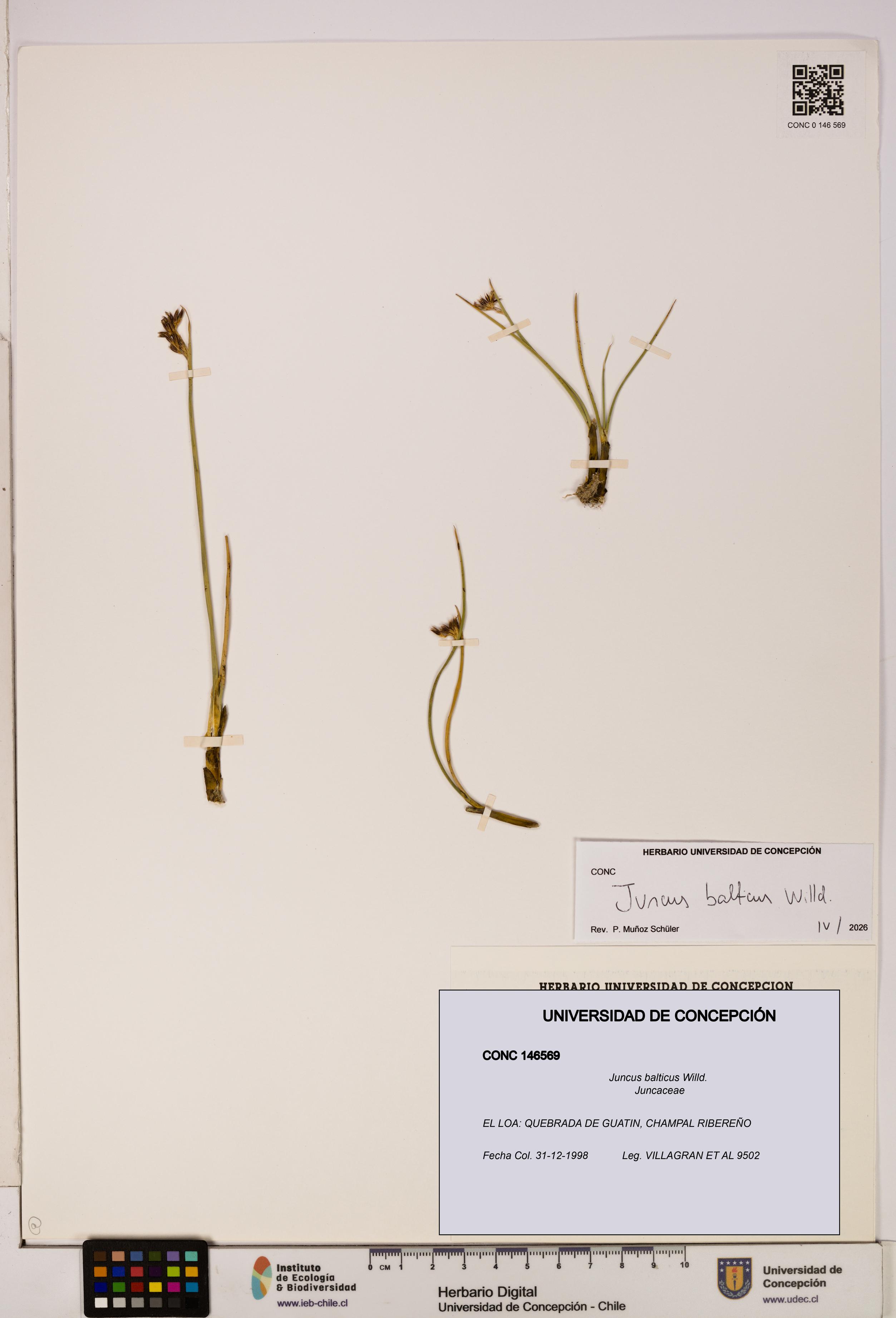Juncus balticus [Espécimen: UDEC:CONC:0146569]