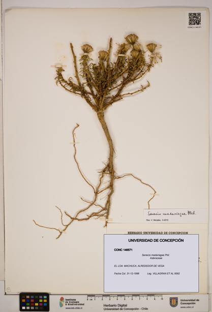 Senecio madariagae [Espécimen: ]