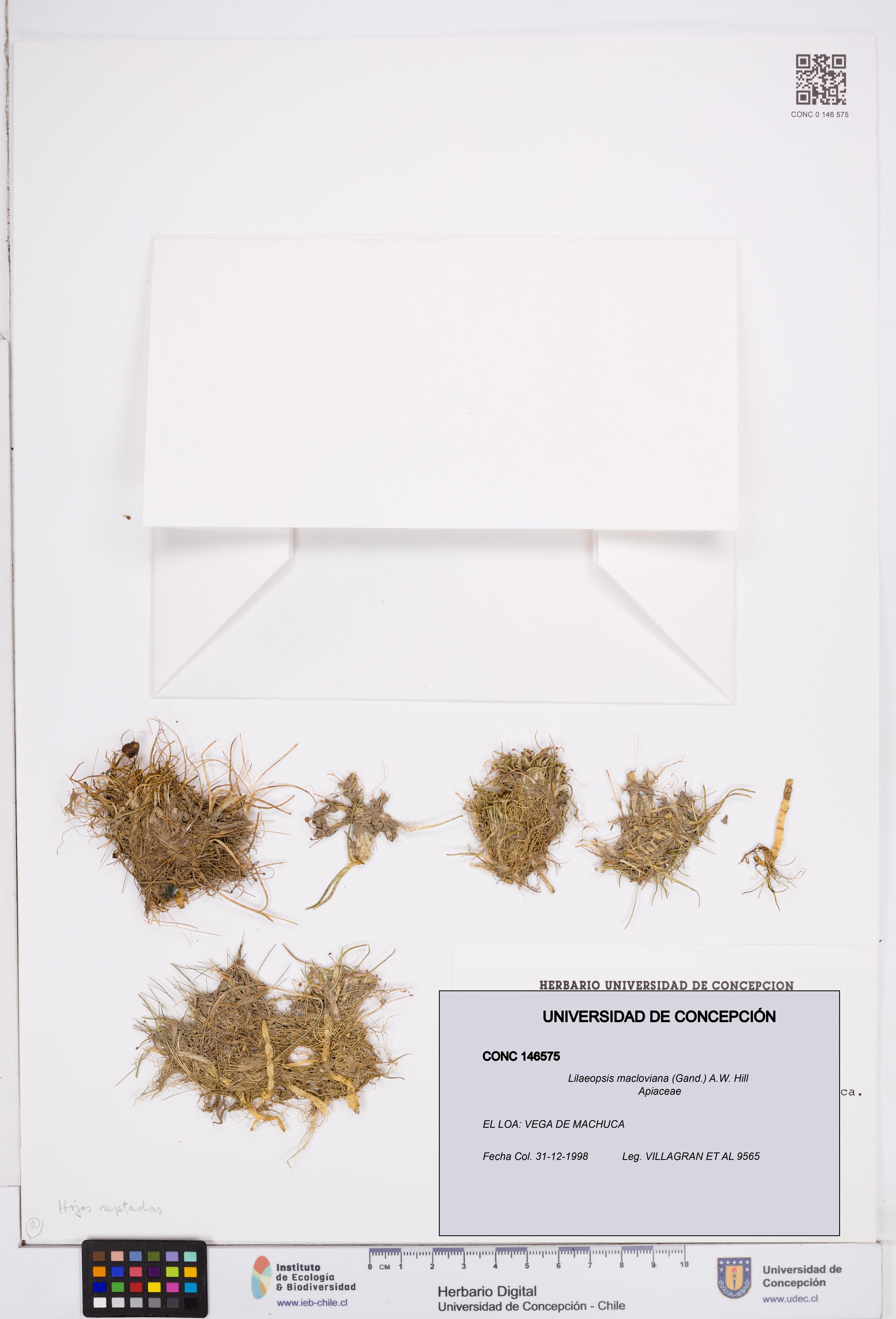 Lilaeopsis macloviana [Espécimen: ]